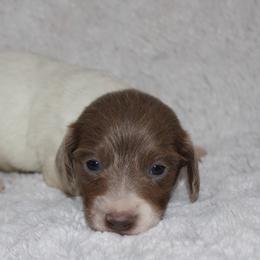 Luke - Fawn (Isabella) male Dachshund puppy in Paris, Texas from Kuttin’ Up Mini Aussies