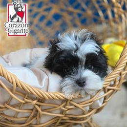 Jinu - Parti male Yorkshire Terrier puppy in California from Corazon de gigante