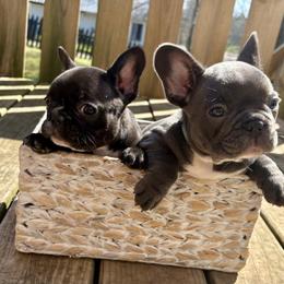 French Bulldog puppies from Hope Mountain French Bulldogs