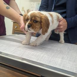 Cavalier King Charles Spaniel, Cavapoo, Companion Cross, and Pomeranian Puppies from MirVit Happy Tails Puppies