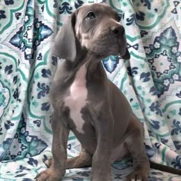 Titan - Blue male Great Dane puppy in Lebanon, Virginia from North Cedar Danes