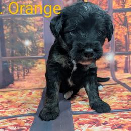 Goldendoodle, Golden Retriever, Labradoodle, and Labrador Retriever Puppies from Robertson's Retrievers and Doodles