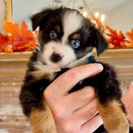 Loretta - Black tri female Toy Australian Shepherd puppy in Covington, Louisiana from Corner Oak Aussies