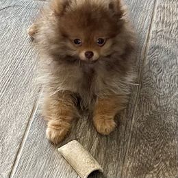 Pomeranian Puppies from PomTree tribe