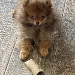 Pomeranian Puppies from PomTree tribe