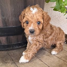 Aster - Purple Collar - Red male Cavapoo puppy in South Jordan, Utah from Simply Sweet Paws. LLC