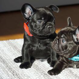 French Bulldog Puppies from A & B French Bulldogs