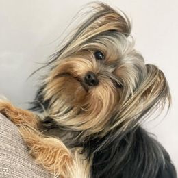 Alice - Yorkshire Terrier