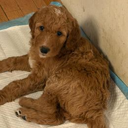 Ella - Red  female Goldendoodle puppy in Indiana, Pennsylvania from Kathy's Doodles