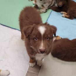 Daff - Red tri-color male Australian Shepherd puppy in Cottage Grove, Oregon from Farmstead Aussies