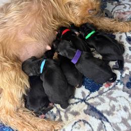 Purple - Black and tan male Yorkshire Terrier puppy in North Las Vegas, Nevada from KD's Yorkshire Terriers