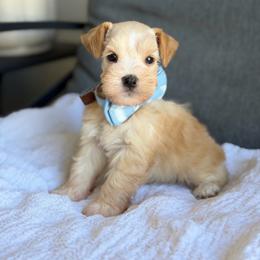 Bentley - Wheaten male Miniature Schnauzer puppy in Montebello, California from Rod Schnauzers