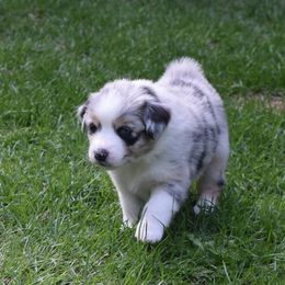 Australian Shepherd Puppies from Glacier Aussies