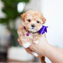 Blossom - Maltipoo puppy in St. George, Utah from Family Doodles