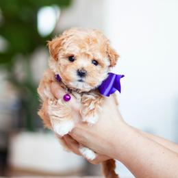 Blossom - Maltipoo puppy in St. George, Utah from Family Doodles