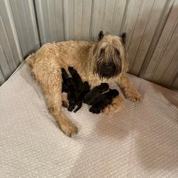 Spencer - Brindle male Bouvier des Flandres puppy in Hastings, Michigan from Perrin Bouviers