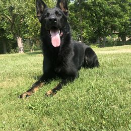 German Shepherd Puppies from Aus Gerstbrei German Shepherds