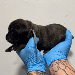 Male 2 - Black brindle male Cane Corso puppy in Cashion, Oklahoma from APEXOK Cane Corsos LLC