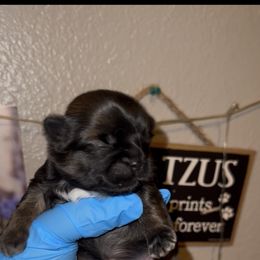 Mike - Gold and white male Shih Tzu puppy in Madera Acres, California from California Shih Tzu’s