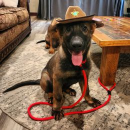 German Shepherd Puppies from Royalty German Shepherds