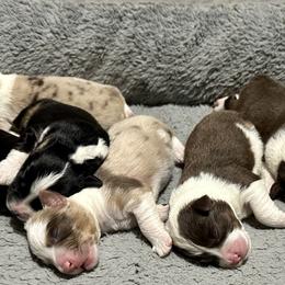 Miniature American Shepherd puppies from Ashber Farm