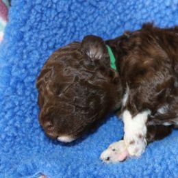Lagotto Romagnolo Puppies from Royal and Loyal Lagotto Romagnolo
