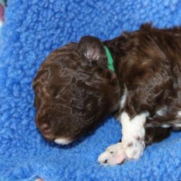 Lagotto Romagnolo Puppies from Royal and Loyal Lagotto Romagnolo