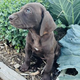Kathy - Liver female German Shorthaired Pointer puppy in Ephraim, Utah from Justin's German Shorthaired Pointers