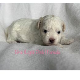 Brie - Cream female Shichon puppy in De Pere, Wisconsin from Kinzor Kennels