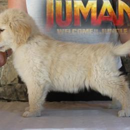 Golden Retriever Puppies from DoubleTake Goldens