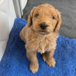 Prince Simba - Apricot male Goldendoodle puppy in Bountiful, Utah from PJs Puppy Love