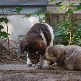Poodle Puppies from Mystic Moon Poodles