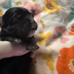 Black tan girl - Black and tan female Cocker Spaniel puppy in Soddy Daisy, Tennessee from Kaleidoscopic Creations