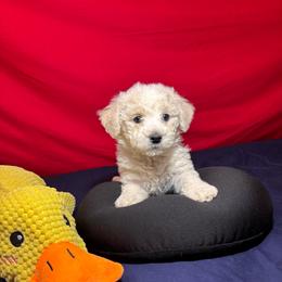 Dinky - Grey collar - White female Bichon Frise puppy in 63101 (St. Louis Metro Area), Missouri from BichonSTL