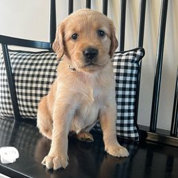White - Golden female Golden Retriever puppy in Lake City, Minnesota from Windcliff Goldens
