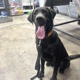 Bogart - Labrador Retriever