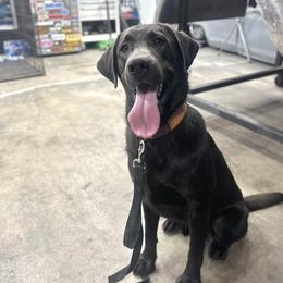 Bogart - Labrador Retriever