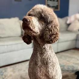 Maddie - Goldendoodle