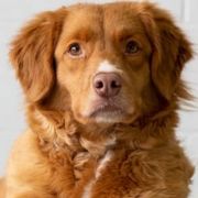 Nova Scotia Duck Tolling Retrievers from Sagewood