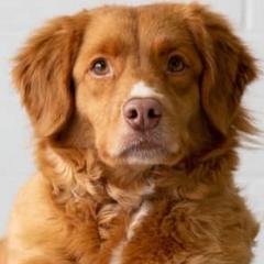 Nova Scotia Duck Tolling Retrievers from Sagewood