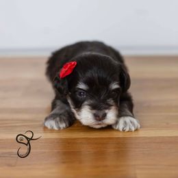 Gloria - Liver female Miniature Schnauzer puppy in Diamond Valley, Utah from JoJo's Schnauzers