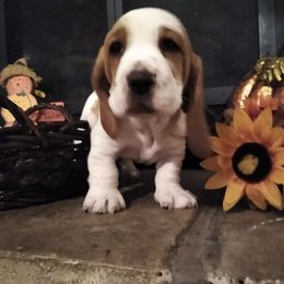Basset Hounds from Lakeside Basset Hounds, Missouri