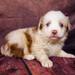 Barbie - Red merle female Australian Shepherd puppy in Alvin, Texas from Gulf Coast Aussies