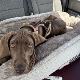 Wrath - Chocolate male Great Dane puppy in Prairieville, Louisiana from Southern Barron Danes & Dachshunds