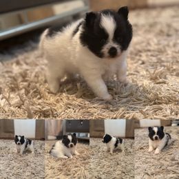 Oreo - Black parti female Pomeranian puppy in Modesto, California from My Secret Poms