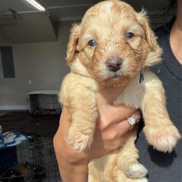 Navy Boy - Apricot male Aussiedoodle puppy in Nacogdoches, Texas from Glo’s Aussiedoodles