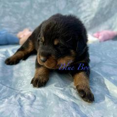 Blue - Black and rust male Beauceron puppy in Floyd’s Knobs, Indiana from Birdwing Beaucerons