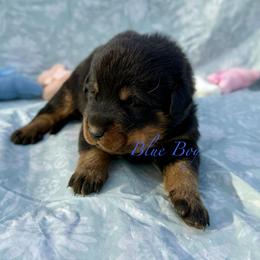 Blue - Black and rust male Beauceron puppy in Floyd’s Knobs, Indiana from Birdwing Beaucerons
