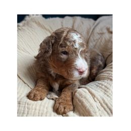 Chip - Chocolate merle male Bernedoodle puppy in Hillsboro, Oregon from Myt fine doodles