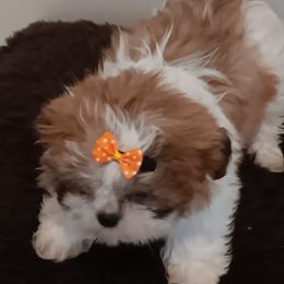 Shih Tzu Puppies from The Magical Cottage Farm